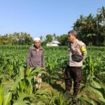 Dukung Ketahanan Pangan, Bhabinkamtibmas Sandik Edukasi Warga Perempung