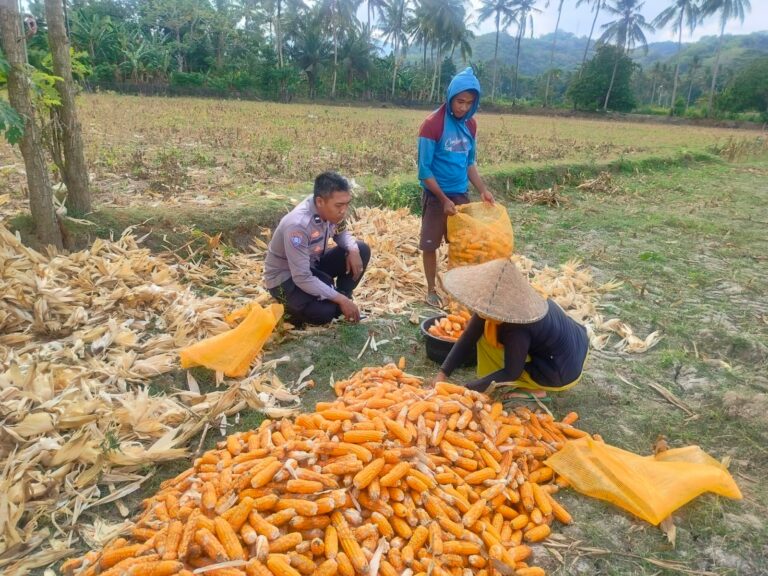 Jalin Silaturahmi, Bhabinkamtibmas Lembar Dukung Petani Jagung di Eyat Mayang