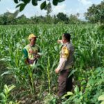 Menjaga Ketahanan Pangan, Bhabinkamtibmas Labuapi Ajak Warga Manfaatkan Lahan Kosong