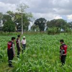 olres Lombok Barat Dampingi Petani Gerung Utara Wujudkan Swasembada Pangan