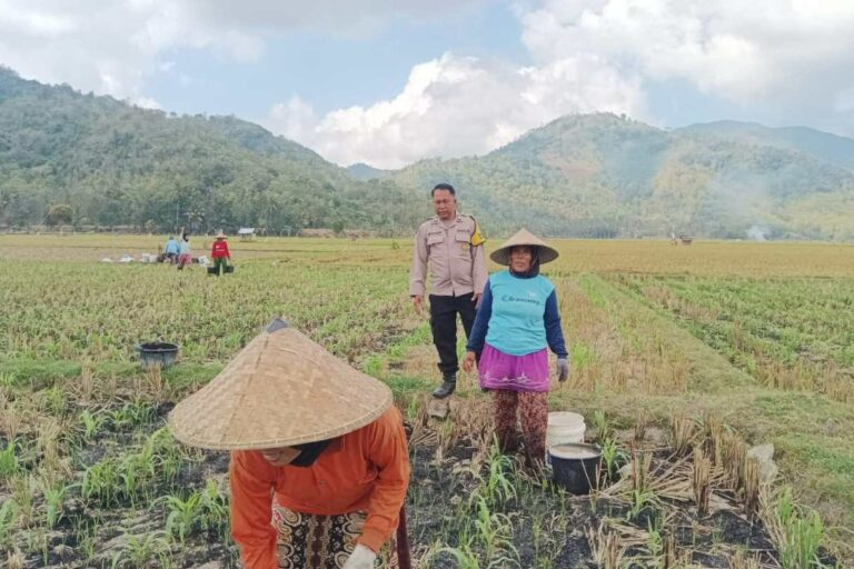 Polsek Gerung Perkuat Ketahanan Pangan Lewat Monitoring Pertanian Desa Banyu Urip