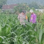 Polsek Lembar Dorong Ketahanan Pangan Lewat Pendampingan Petani Desa Babussalam