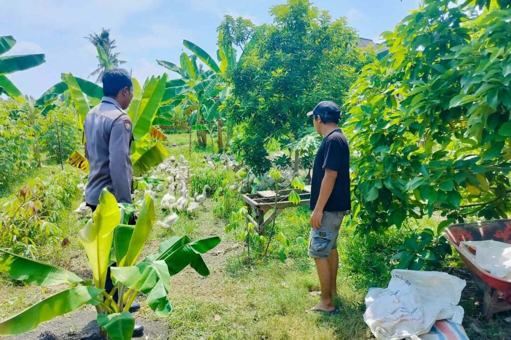 Polsek Lembar Dukung Ketahanan Pangan, Bhabinkamtibmas Beri Semangat Petani Jagung di Eyat Mayang
