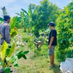 Polsek Lembar Dukung Ketahanan Pangan, Bhabinkamtibmas Beri Semangat Petani Jagung di Eyat Mayang