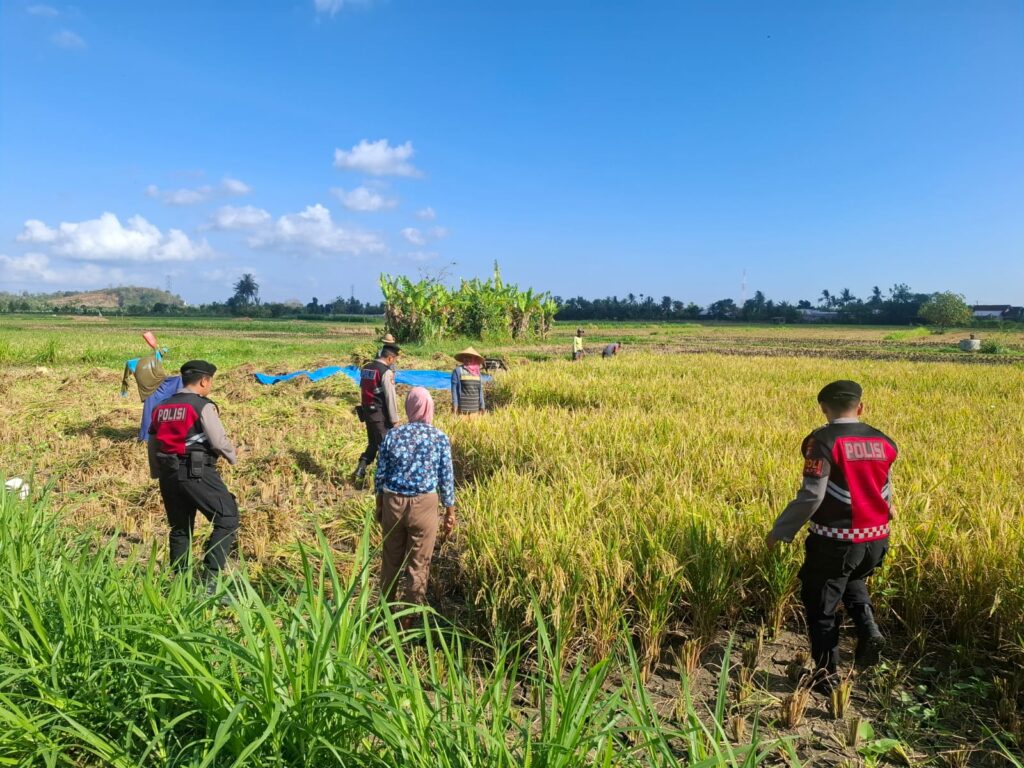Polri Berperan Aktif Jaga Ketahanan Pangan: Personel Samapta Polres Lombok Barat Patroli dan Beri Edukasi Petani