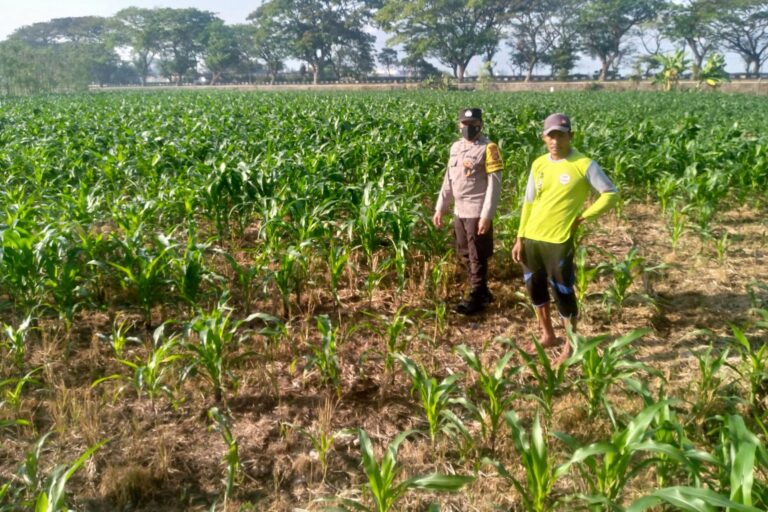 Kolaborasi Polisi dan Petani di Jagaraga untuk Wujudkan Lumbung Pangan Lokal