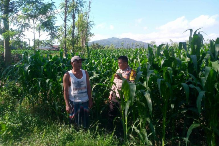 Kolaborasi Polsek Kuripan dan Petani Jagaraga Perkuat Stabilitas Pangan Desa