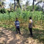 Sinergi Polsek Sekotong dan Warga Pelangan dalam Mewujudkan Kemandirian Pangan