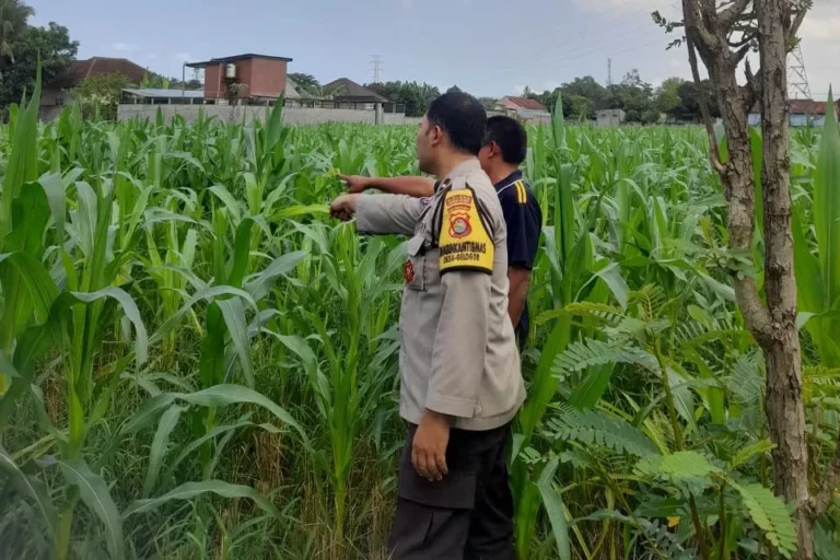 Lombok Barat, NTB – Komitmen Kepolisian Negara Republik Indonesia (Polri) dalam mendukung program ketahanan pangan nasional terus diwujudkan hingga ke tingkat desa. Di wilayah hukum Polres Lombok Barat, upaya nyata ini ditunjukkan melalui peran aktif Bhabinkamtibmas yang intensif mendampingi para petani. Salah satunya adalah kegiatan sambang yang dilakukan oleh Bhabinkamtibmas Desa Gelogor, Aipda Ahyar Haryanto, di Dusun Gelogor Selatan pada hari Rabu, 8 Oktober 2025. Sejak pukul 09.25 Wita, Aipda Ahyar Haryanto telah berada di tengah-tengah warga dan lahan pertanian, khususnya tanaman jagung, yang menjadi komoditas unggulan di daerah tersebut. Kegiatan ini tidak hanya sebatas kunjungan rutin, melainkan merupakan perwujudan sinergi antara aparat keamanan dengan masyarakat dalam menjamin ketersediaan pangan di tingkat lokal. Motivasi dan Pendampingan Langsung di Lahan Pertanian Dalam kunjungannya, Aipda Ahyar Haryanto berinteraksi langsung dengan para petani, melihat dari dekat kondisi tanaman jagung mereka, serta mendengarkan aspirasi dan kendala yang dihadapi. Kehadiran Bhabinkamtibmas di tengah areal persawahan ini memiliki nilai strategis ganda, yaitu menjaga keamanan dan ketertiban masyarakat (Kamtibmas) sekaligus memberikan motivasi dan dukungan moril dalam meningkatkan hasil panen. Petani di Dusun Gelogor Selatan menyambut baik kehadiran Aipda Ahyar Haryanto. Mereka merasa diperhatikan dan mendapatkan suntikan semangat untuk lebih giat dalam mengelola lahan. Tanaman jagung yang menjadi fokus sambang kali ini diharapkan dapat berkontribusi signifikan terhadap pasokan pangan, baik untuk kebutuhan lokal maupun nasional. Polri Dorong Peningkatan Semangat Bertani Warga Peran Bhabinkamtibmas dalam program ketahanan pangan merupakan bagian integral dari tugas tambahan Polri. Mereka berfungsi sebagai jembatan komunikasi yang efektif antara program-program pemerintah di sektor pertanian dengan implementasinya di masyarakat petani. Hal ini sejalan dengan arahan pimpinan Polri untuk menjadikan personel di lapangan sebagai motor penggerak pembangunan dan kesejahteraan masyarakat. Kepala Bagian Sumber Daya Manusia (Kabag SDM) Polres Lombok Barat, AKP Taufik Hidayat, S.H., menegaskan bahwa dukungan terhadap sektor pertanian adalah prioritas. Beliau menyoroti pentingnya peran Bhabinkamtibmas sebagai ujung tombak dalam mencapai sasaran ketahanan pangan. “Kami dari Polres Lombok Barat sangat serius mendukung program pemerintah di bidang ketahanan pangan. Kehadiran Bhabinkamtibmas seperti Aipda Ahyar Haryanto di Desa Gelogor adalah bukti nyata komitmen kami,” ujar AKP Taufik Hidayat, S.H. Beliau melanjutkan, “Kami berharap para petani di Gelogor, khususnya yang membudidayakan jagung, terus semangat dan konsisten dalam merawat tanamannya. Aipda Ahyar Haryanto bertugas untuk memotivasi mereka agar lebih giat dalam bertani, karena keberhasilan pertanian adalah fondasi utama dari ketahanan pangan daerah kita.” Kontribusi Jagung dalam Mewujudkan Swasembada Pangan Komoditas jagung memiliki peran vital sebagai salah satu penopang utama kebutuhan pangan dan pakan di Indonesia. Peningkatan produksi jagung di daerah seperti Gelogor, Lombok Barat, secara langsung akan memperkuat swasembada pangan nasional dan stabilitas harga komoditas. Melalui kegiatan sambang ini, Bhabinkamtibmas juga menyampaikan pesan-pesan yang bersifat edukatif. Selain memberikan dorongan, mereka turut mengingatkan petani mengenai pentingnya pola tanam yang efisien, penggunaan bibit unggul, serta upaya pencegahan gangguan keamanan di lahan pertanian. Kolaborasi dengan instansi terkait, seperti Penyuluh Pertanian Lapangan (PPL), akan terus diperkuat untuk memberikan bimbingan teknis yang optimal kepada warga. Dengan sinergi yang kuat antara Polri, khususnya Bhabinkamtibmas, dan seluruh elemen masyarakat petani, diharapkan Desa Gelogor dapat menjadi contoh keberhasilan dalam mewujudkan masyarakat yang mandiri secara pangan, sehat, dan sejahtera. Keaktifan Aipda Ahyar Haryanto dalam mendampingi petani menjadi cerminan bahwa aparat keamanan tidak hanya bertugas menjaga keamanan, tetapi juga menjadi mitra strategis dalam upaya meningkatkan kesejahteraan dan ketahanan pangan bangsa.