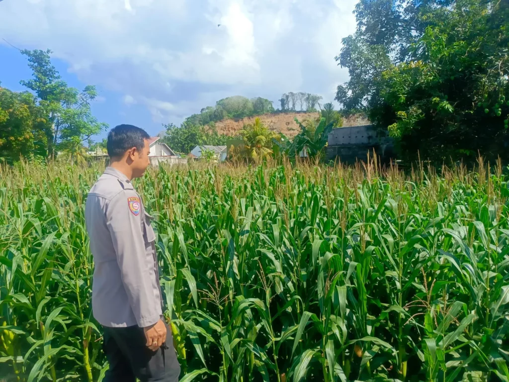 Kehadiran Polisi di Ladang Jagung, Bukti Sinergi Polri dan Petani di Lombok Barat