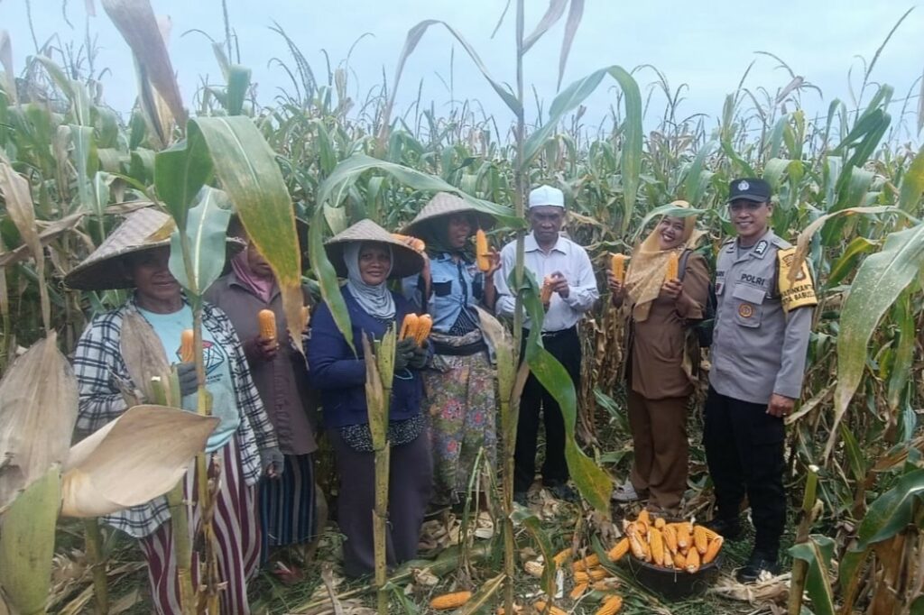 Panen Jagung di Babussalam, Polri Jadi Sahabat Petani Lombok Barat
