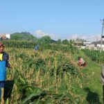 Polri Dukung Ketahanan Pangan, Bhabinkamtibmas Labuapi Edukasi Warga Manfaatkan Lahan Kosong