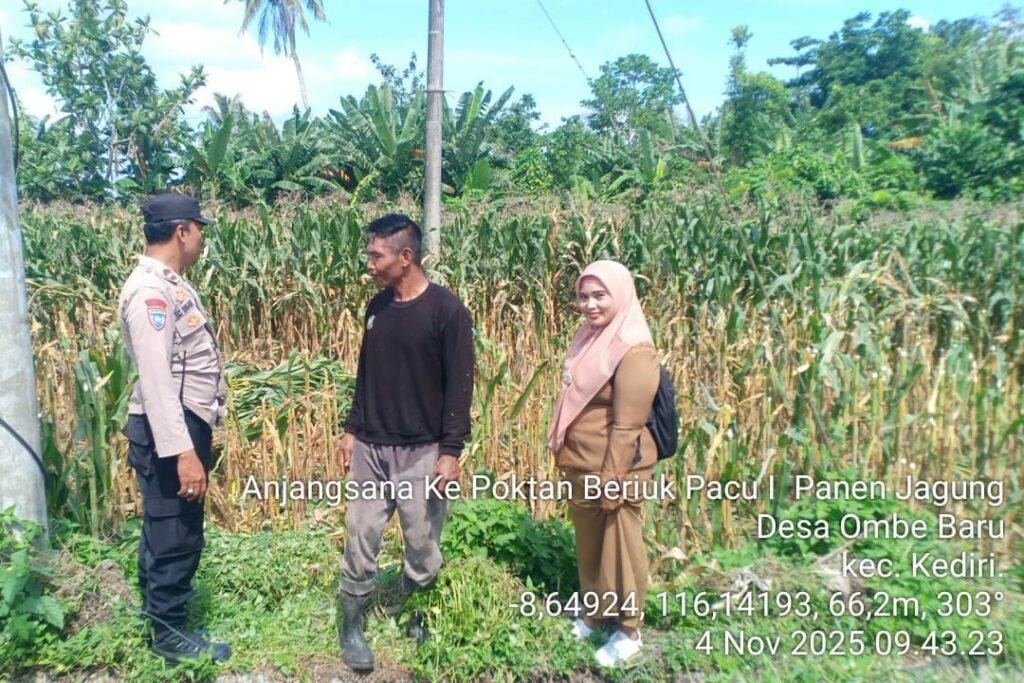 Bhabinkamtibmas Kediri Lobar dan PPL Tinjau Panen Jagung, Jaga Kestabilan Pangan Desa