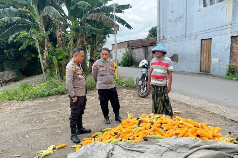 Polsek Labuapi Bantu Petani Amankan Harga Panen Jagung ke Bulog