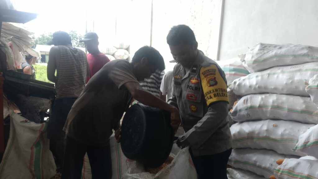 Jaga Kualitas, Polri Bantu Petani Lombok Barat Pipil Jagung