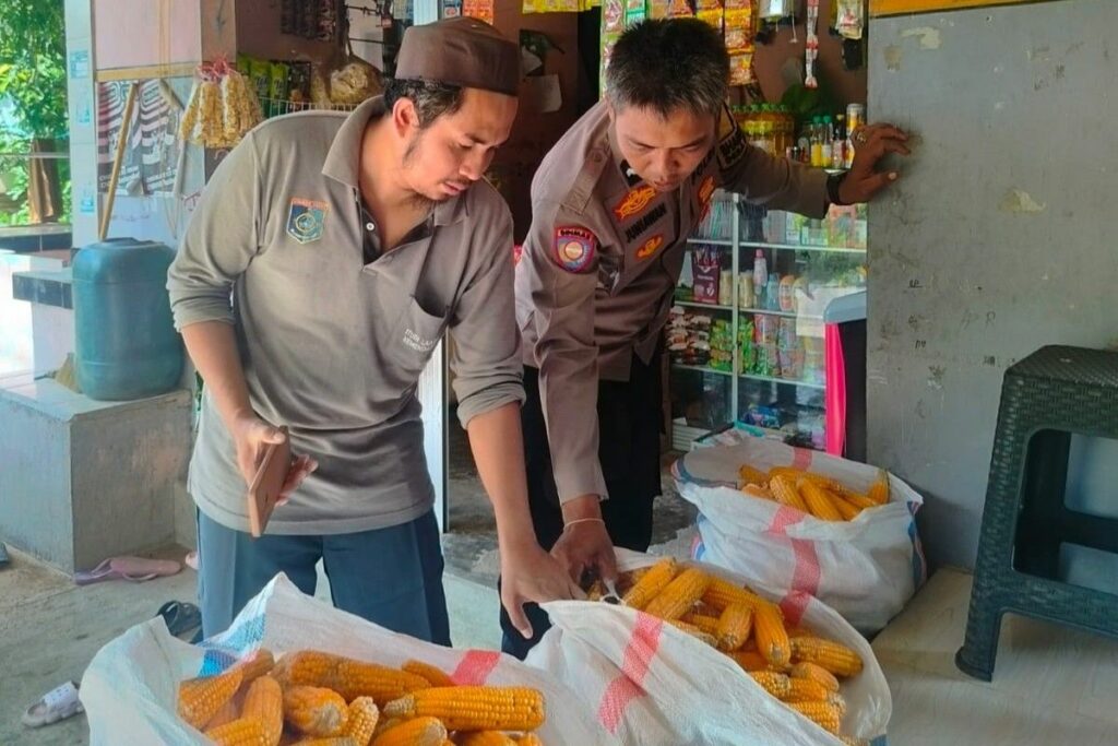 Peran Vital Bhabinkamtibmas: Dukungan Harga dan Serapan Panen Jagung