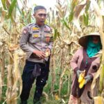 Peran Polri Jaga Stabilitas Harga, Petani Jagung Lombok Barat Diimbau Jual ke Bulog