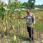 Strategi Polsek Labuapi Tingkatkan Produksi Jagung NTB